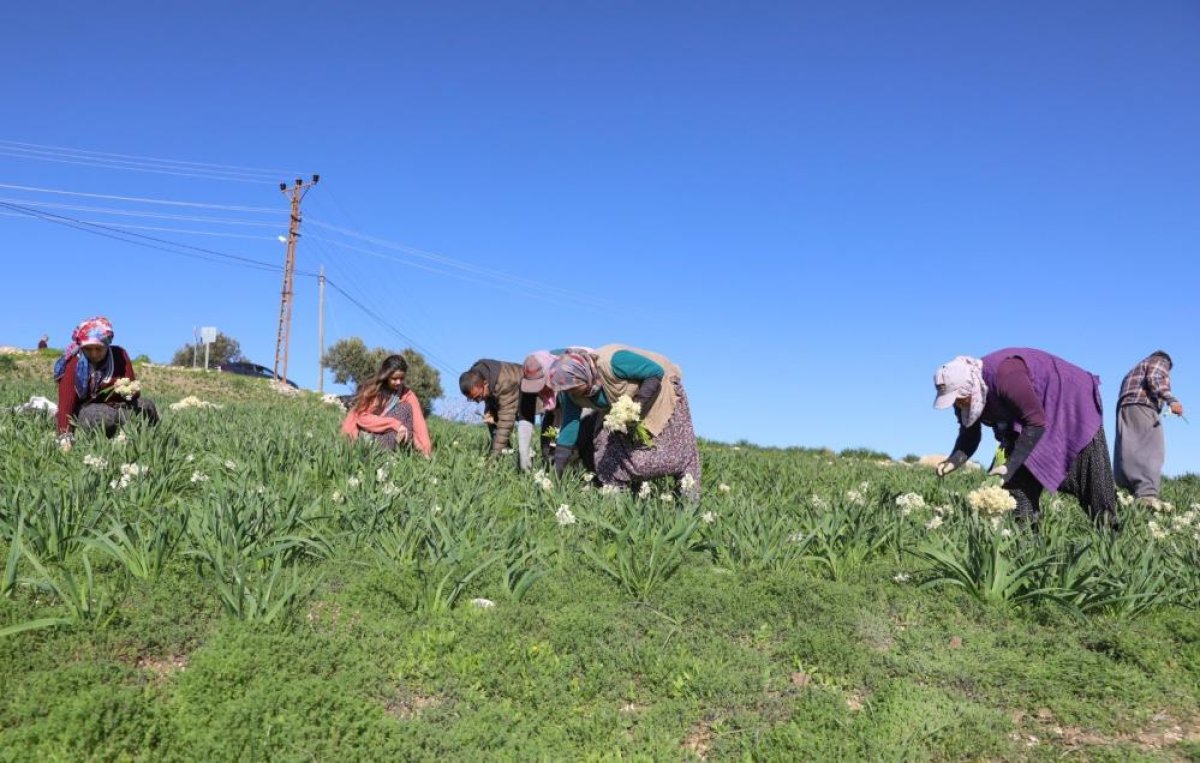 Mersin’de Atıl Araziler Nergisle Canlandı