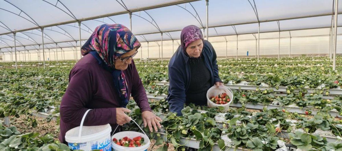 Mersinli Kadınlar, 8 Mart’ı Tarlada Çalışarak Kutladılar