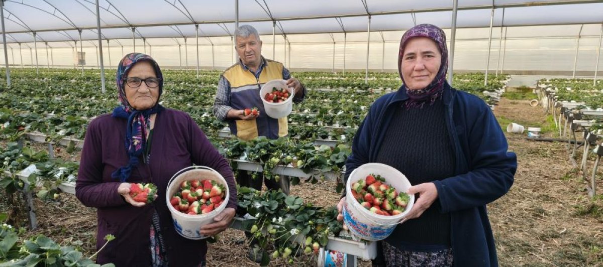 Örtü Altı Çilek Silifke’de Hasat Edildi