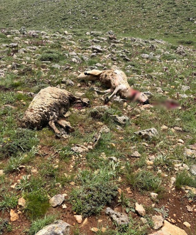 Sivas’ta Koyun Sürüsünün Üzerine Yıldırım Düştü, 5 Koyun Telef Oldu