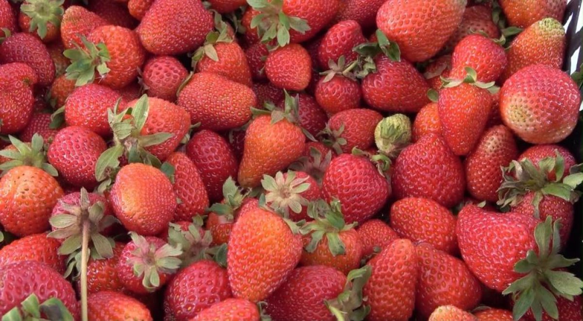 Ağrı’da 300 Bin Çilek Fidesi Üreticilerle Buluştu