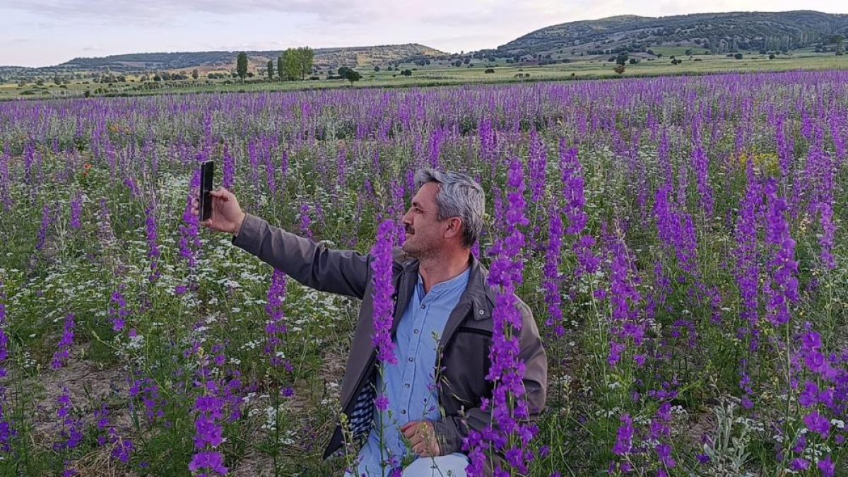 Tarlalar Mora Boyandı, Çiçekler Resim Tablosunu Andırdı