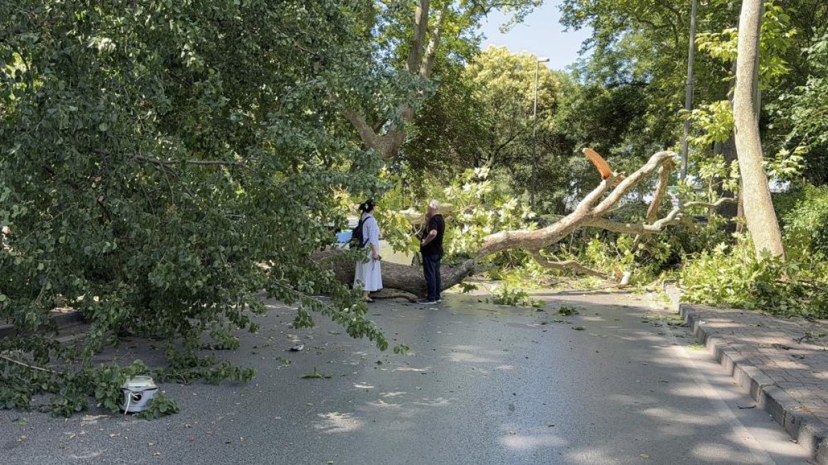 Florya'da asırlık çınar aracın üzerine devrildi, yol trafiğe kapandı