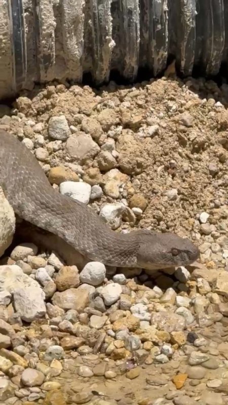 Tunceli'de koca engerek yılanı görüntülendi