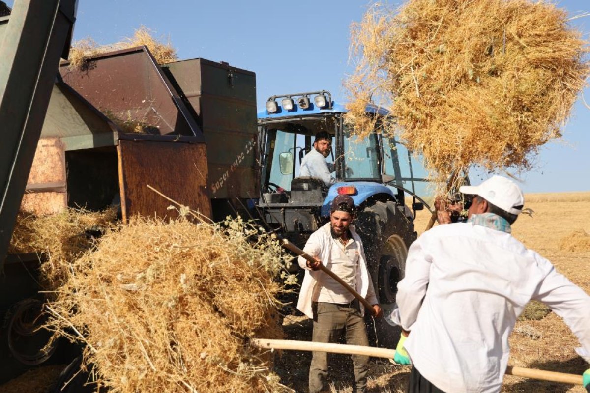 Diyarbakır'da yüksek sıcaklıkta hasat