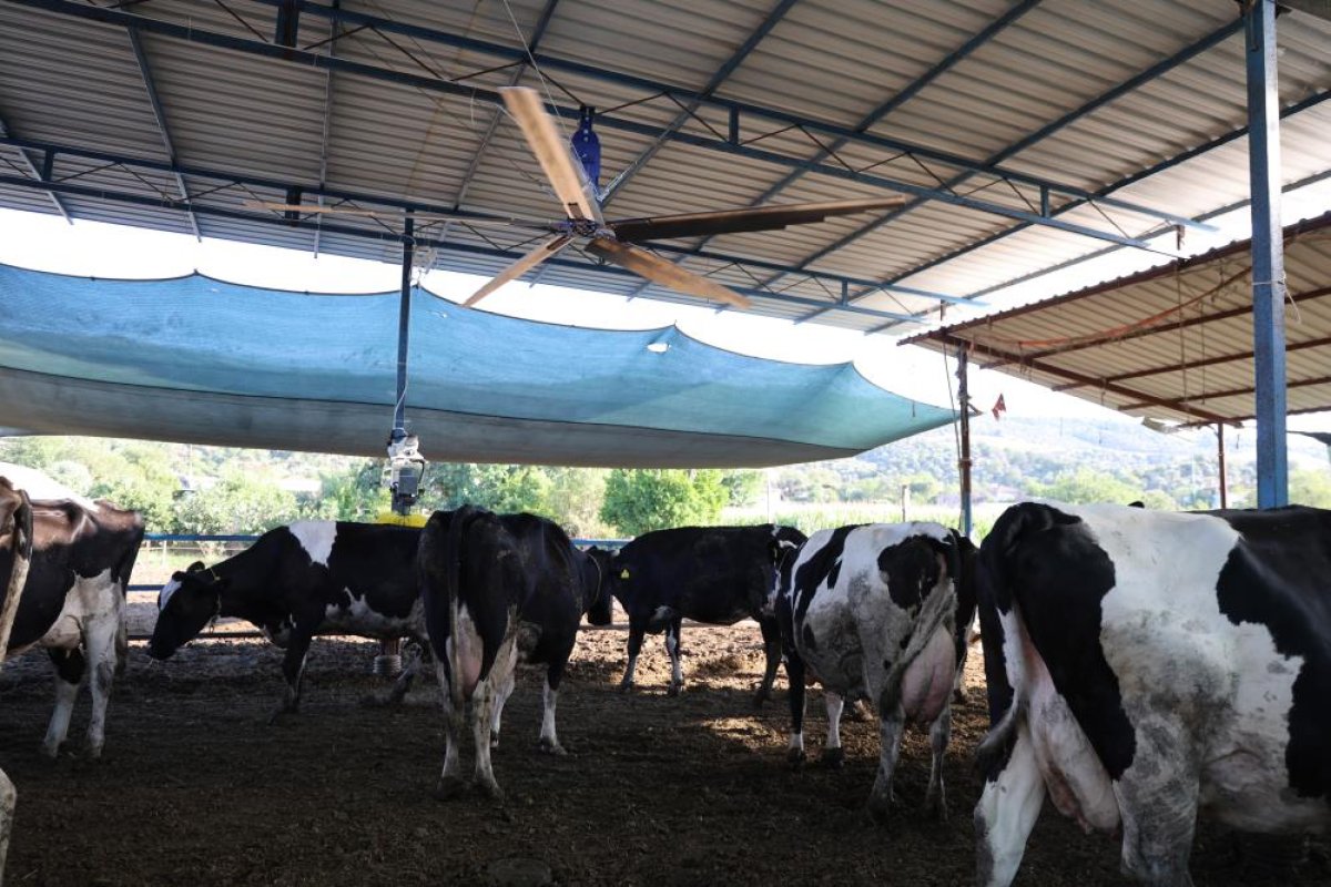 Aydın'da çöl sıcakları inekleri strese soktu; ahırlar vantilatör ile serinletiliyor