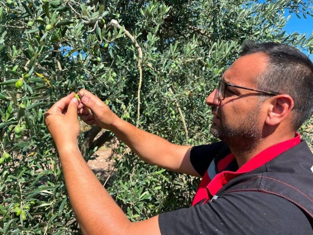 Akhisar'da zeytin sineğine karşı alarm