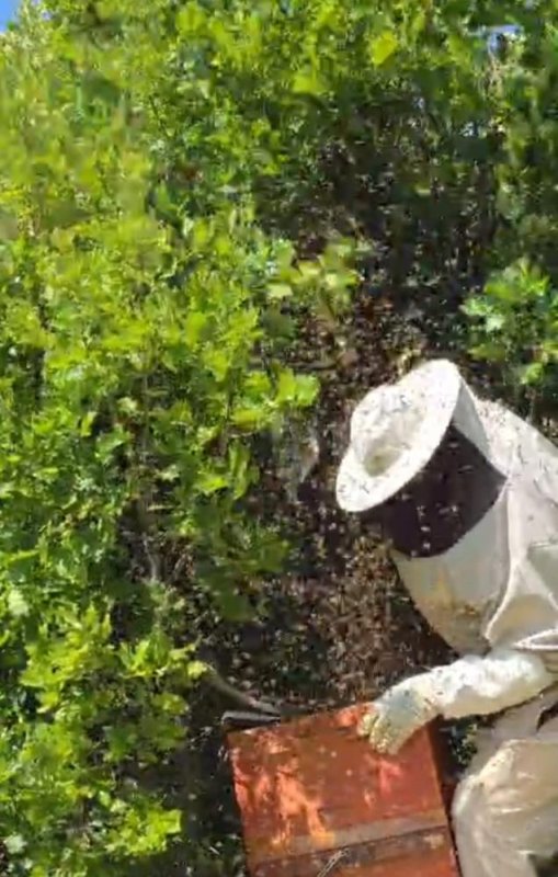 Bingöl'de kovandan firar eden binlerce arı meşe ağacına oğul verdi