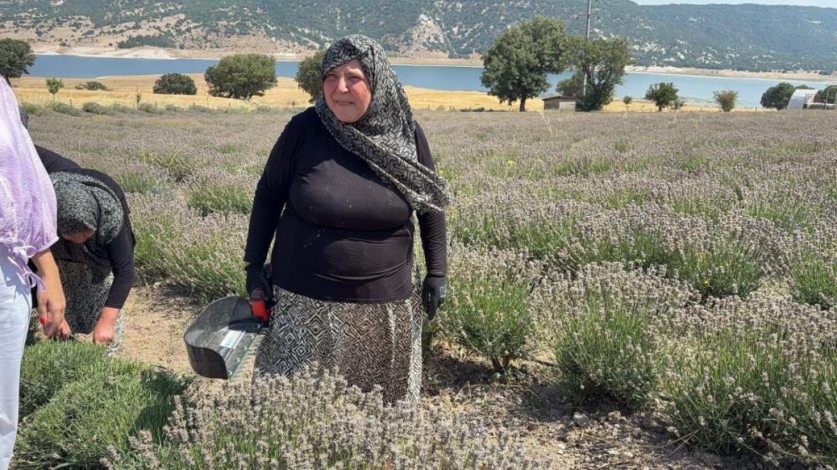 Kütahya'da 5 yıllık lavanta emeğinin hasadı kadınlara umut oldu