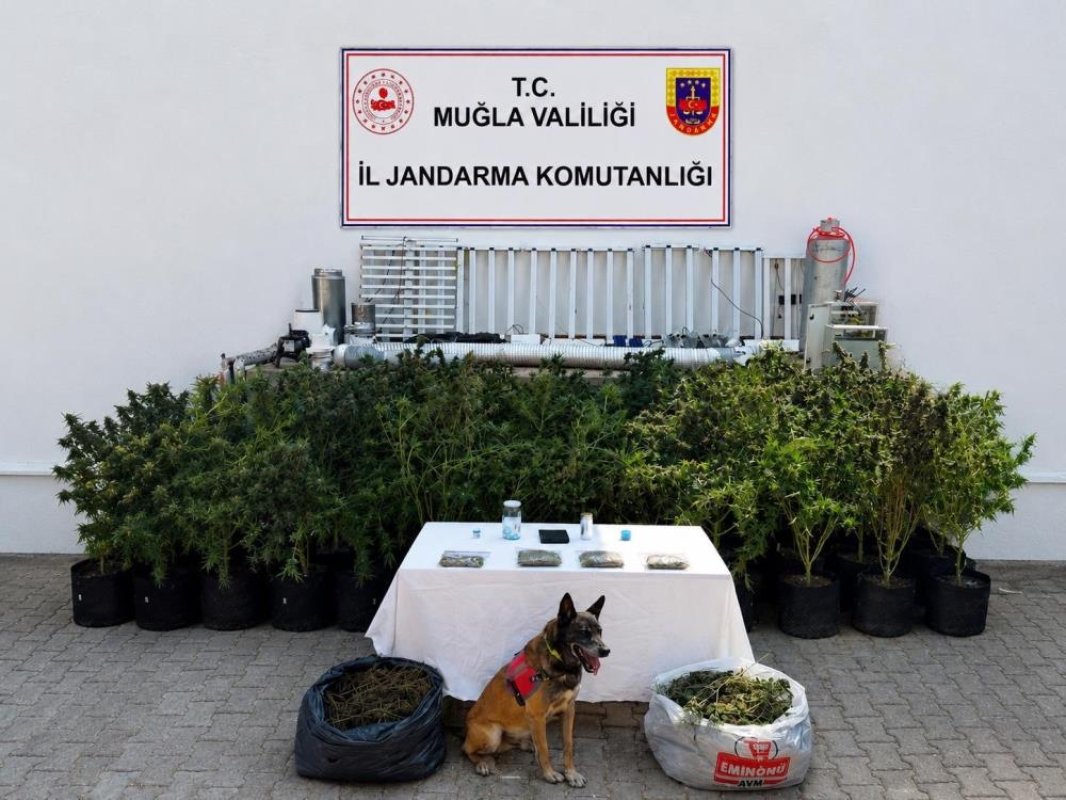 Bodrum'da evden 56 kök kenevir ve 10 kilo skunk ele geçirildi