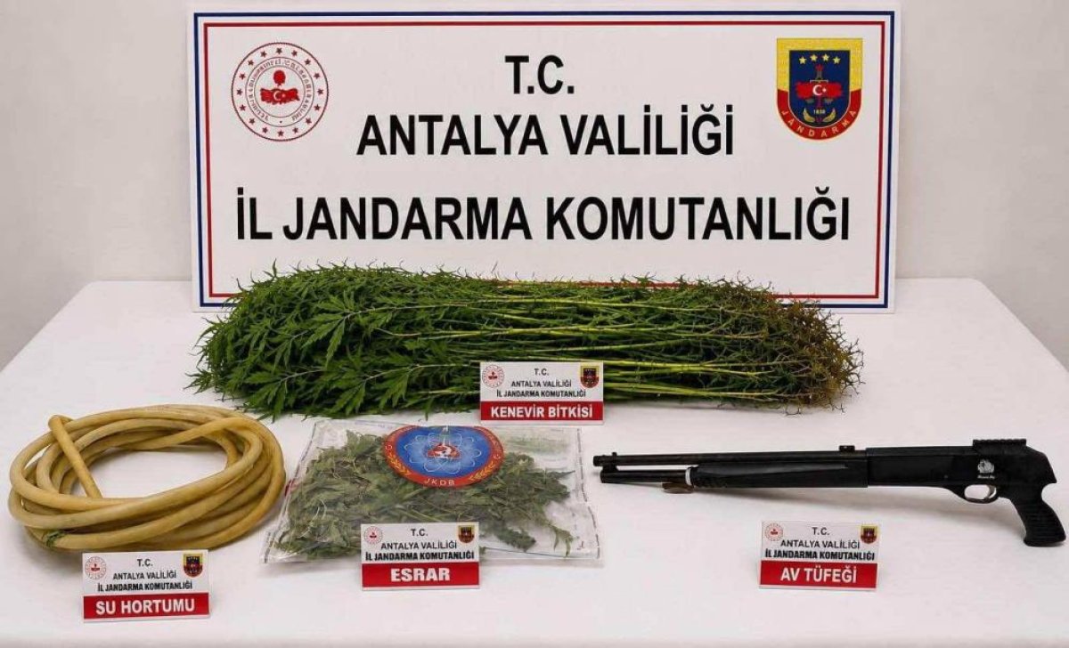 Alanya'da 120 kök kenevir ele geçirildi