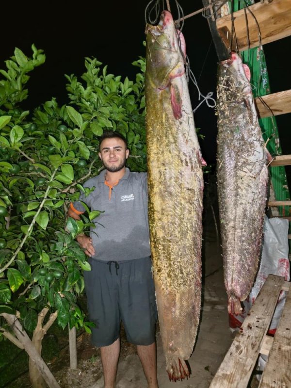 Sakarya Nehri'nden 34 kiloluk dev yayın çıktı