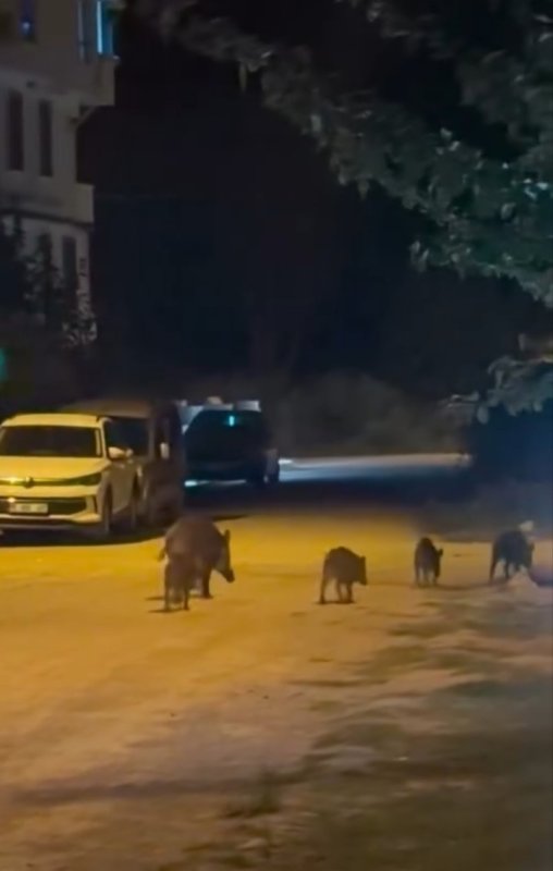 Karacabey’de yaban domuzları yerleşim alanına indi