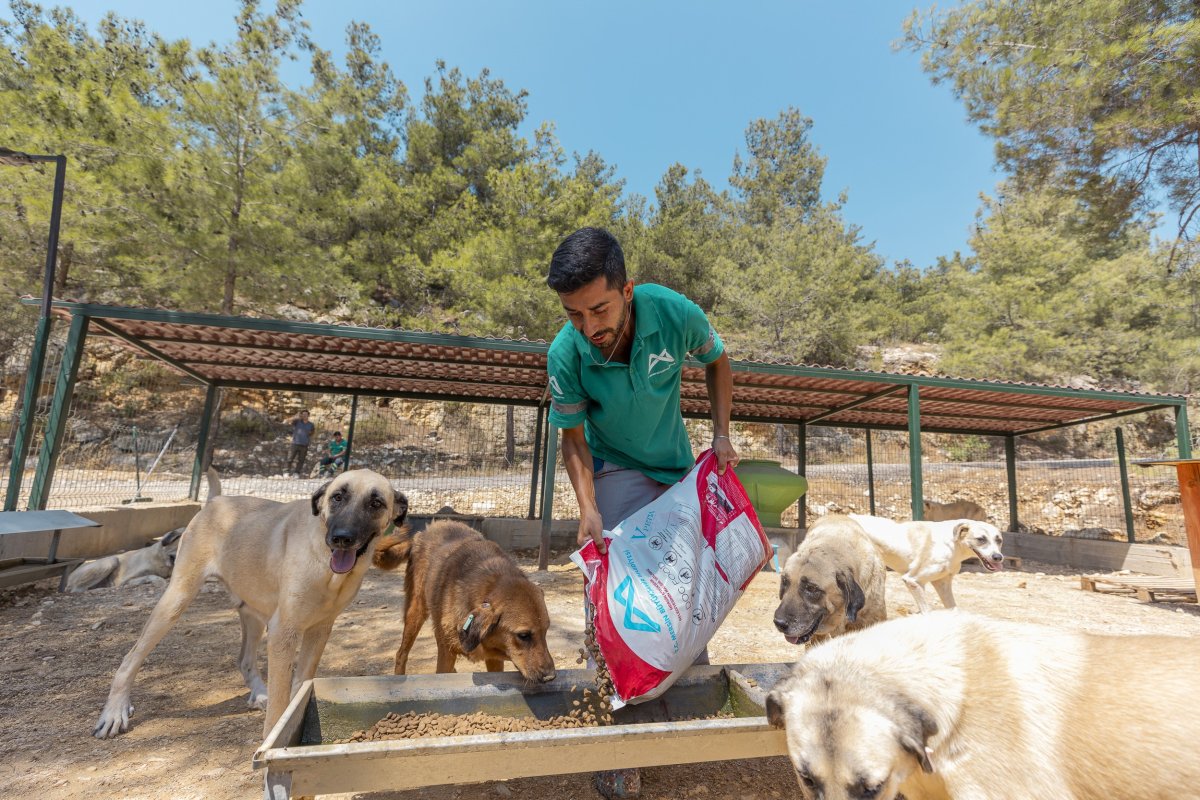 Mersin’de 3 bin 295 kedi ve köpek yeni yuvasına kavuştu