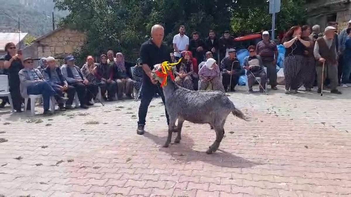 Mut'ta 'keçi güzellik yarışması' düzenlendi