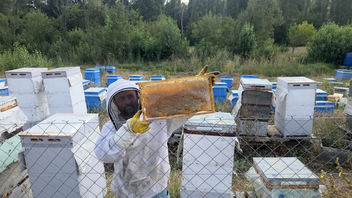 Hobi olarak 3 kovanla başladı, şimdi 250 arı kovanı var