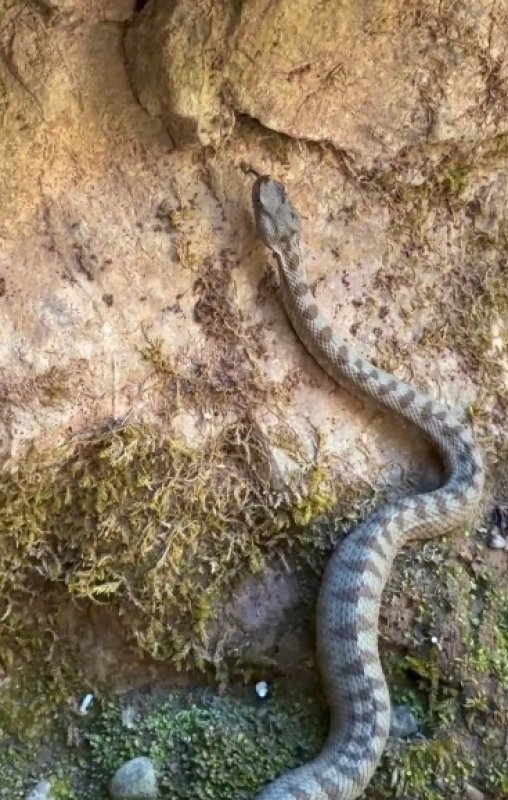 Kastamonu'da boynuzlu engerek yılanı görüldü