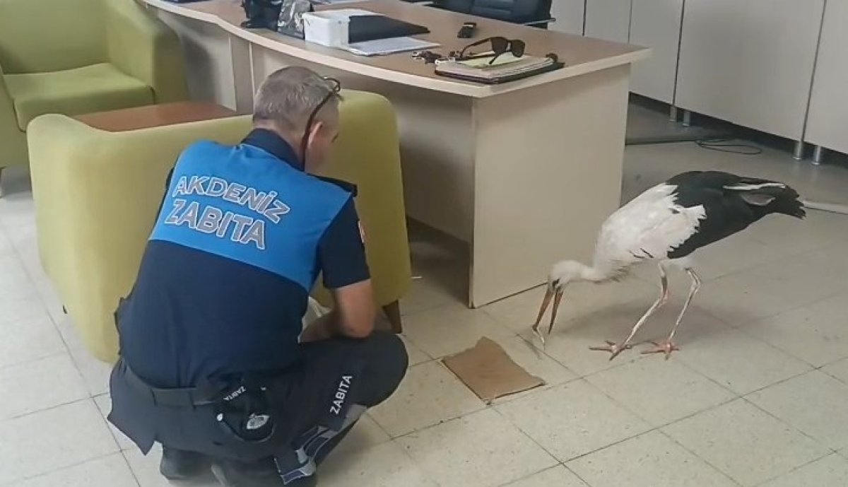 Mersin'de yaralı halde bulunan leylek koruma altına alındı