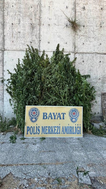 Çorum’da 46 kök Hint keneviri ele geçirildi: 1 tutuklama