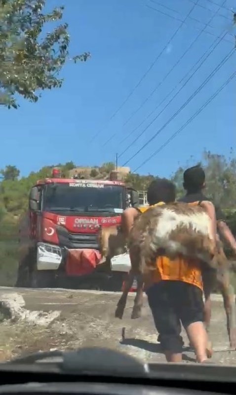 Koca yürekli iki kuzen, yangından kurtardıkları oğlaklarını sırtlarında taşıdı