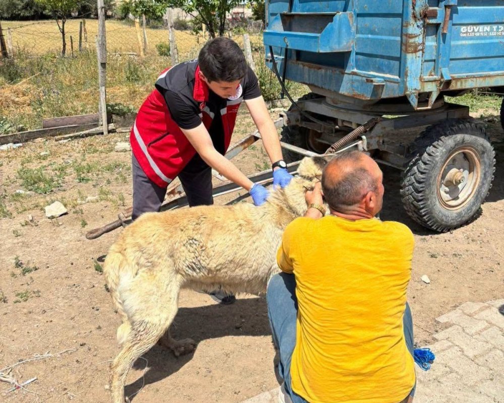 Valilik köpek sahiplerini uyardı: Kayıt yaptırmayana 10 bin, terk edene 108 bin TL ceza