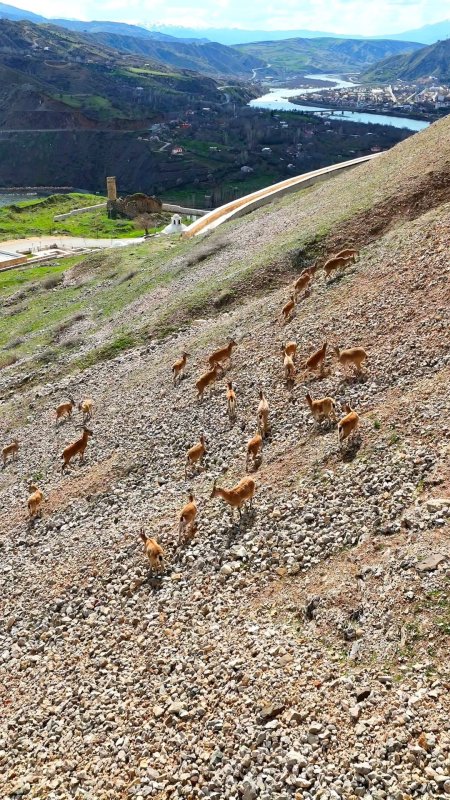 Palu Kalesi'nin eteklerinde dağ keçileri dronla görüntülendi