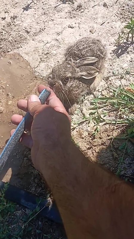 Bitkin düşen yavru yaban tavşanına, eliyle su verdi