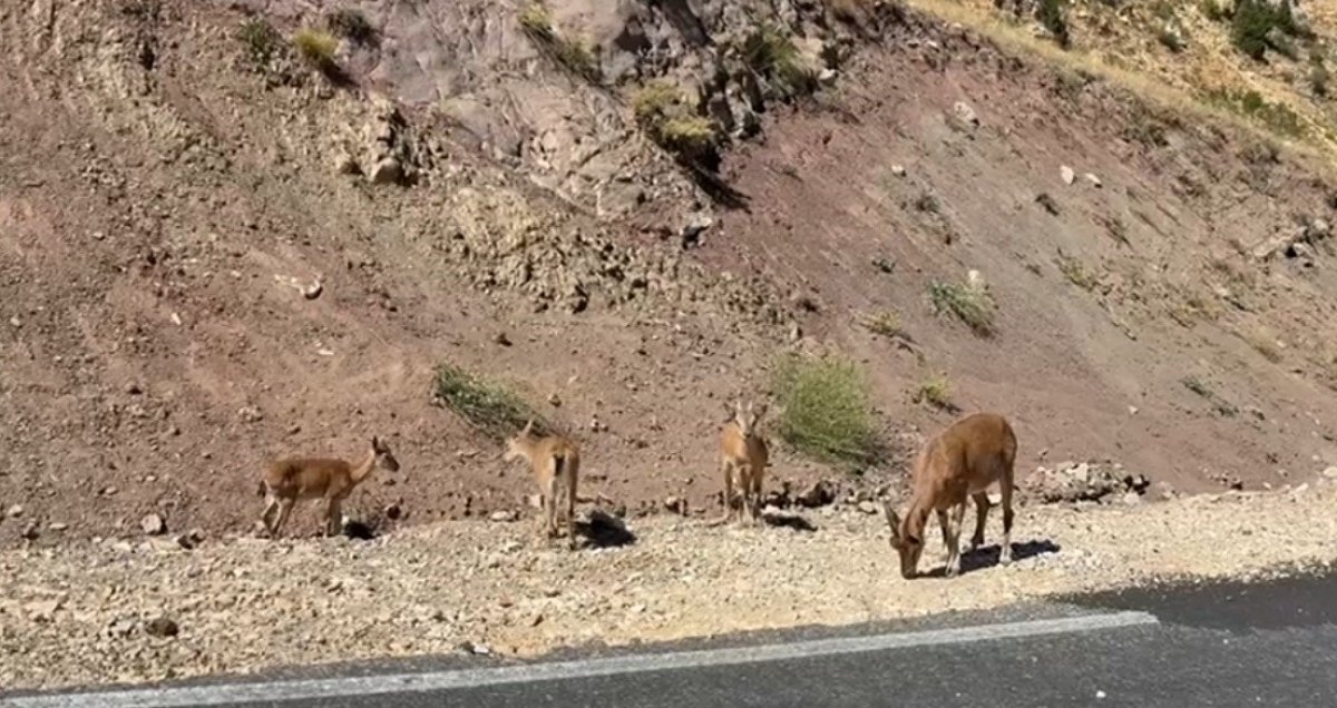 Tunceli'de dağ keçisi sürüsü görüntülendi