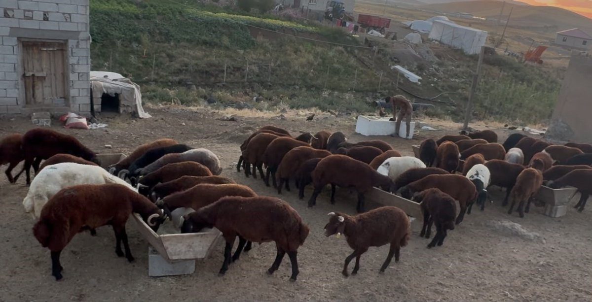 Ağrı’da besicilerde sonbahar hareketliliği