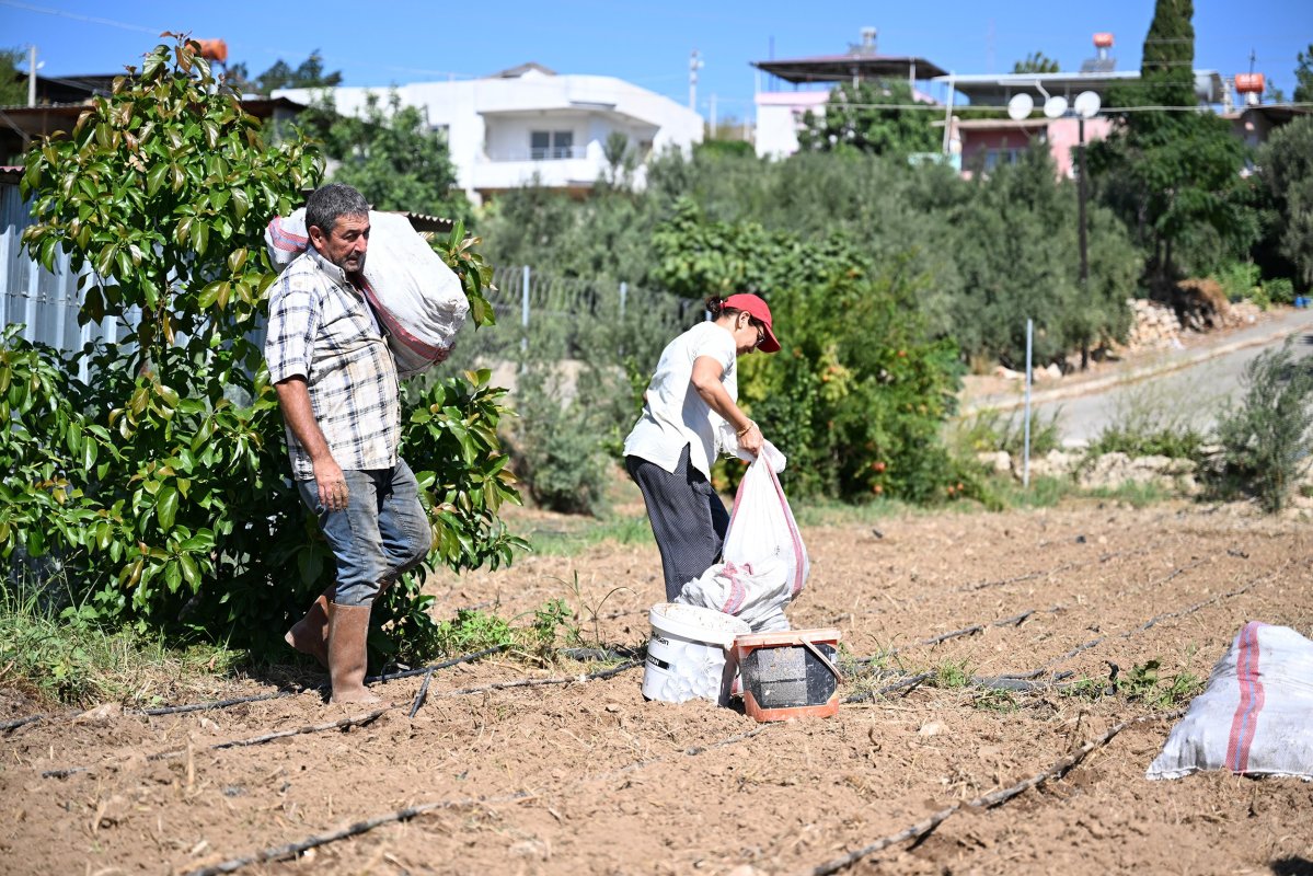 Mersin’de üreticilere 10 bin enginar yumrusu desteği