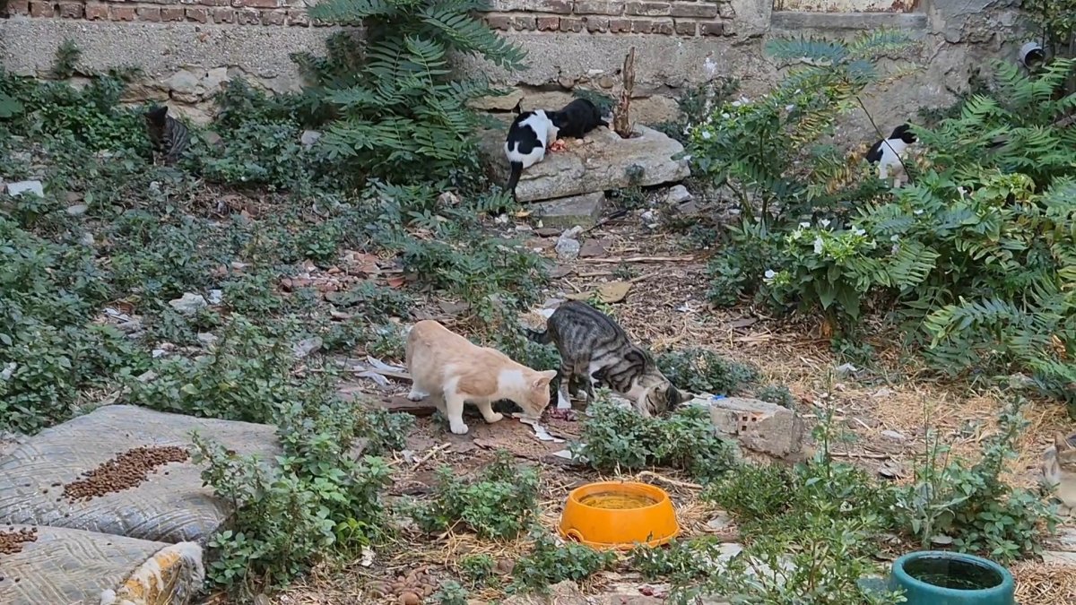 Bir kediyle başladı, kedi sokağına dönüştü
