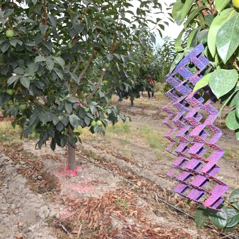 Denizli'de 500 bin steril erkek böcek doğaya bırakıldı