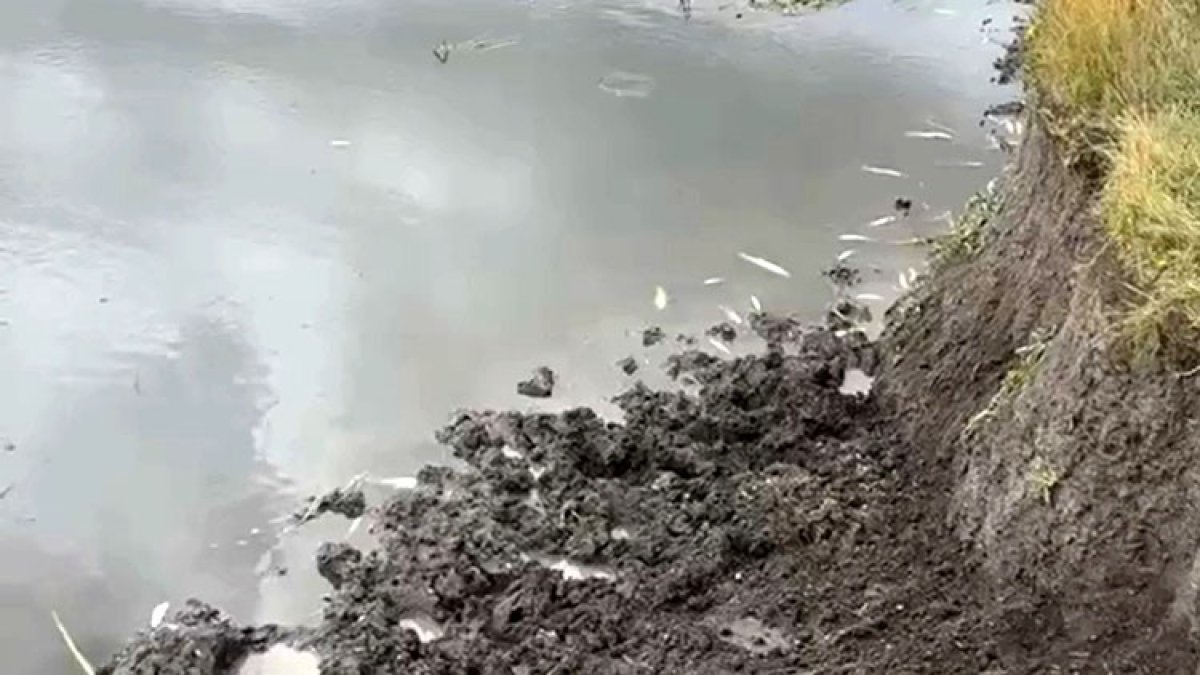 Kura Nehri’nde balık ölümleri: İnceleme başlatıldı