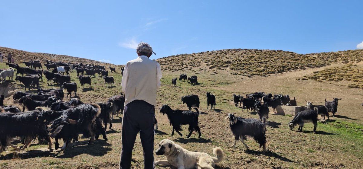 Bursa'dan köyüne döndü, hayvancılıkla geçimini sağlıyor