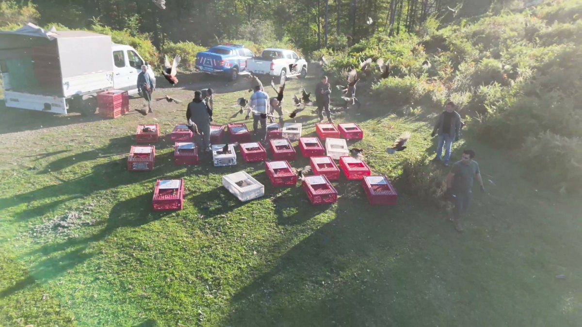 Zonguldak'ta yaban hayatını desteklemek için sülünler doğaya salındı