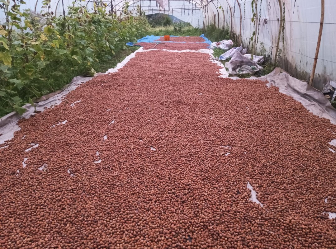 Karadeniz'de dinmeyen yağmurda serada fındık kurutma dönemi