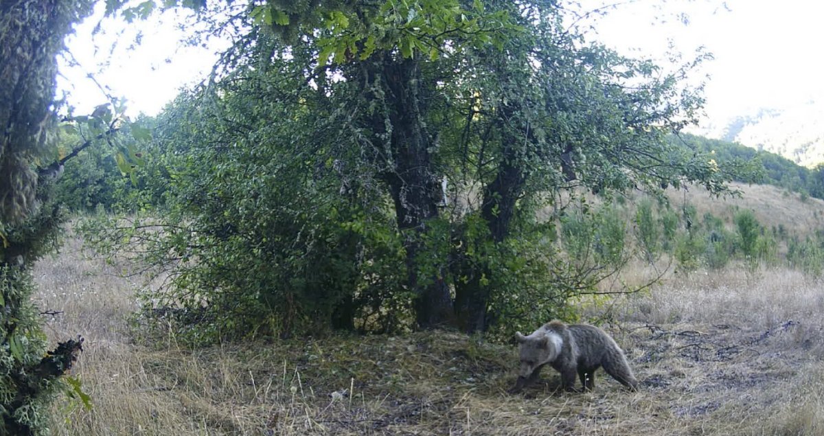 Armut ağacına çıkarak karınlarını doyuran ayılar kamerada