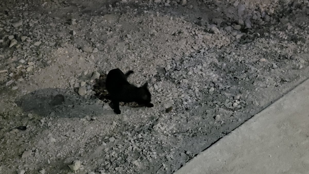 Van Gölü sahilinde sıra dışı anlar: Kedi yakaladığı fare ile saatlerce oynadı