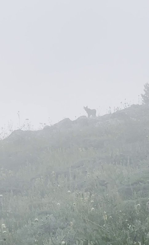 Doğa gezisinde fark etti, ormanın hayaleti kısa süre görünüp kayboldu