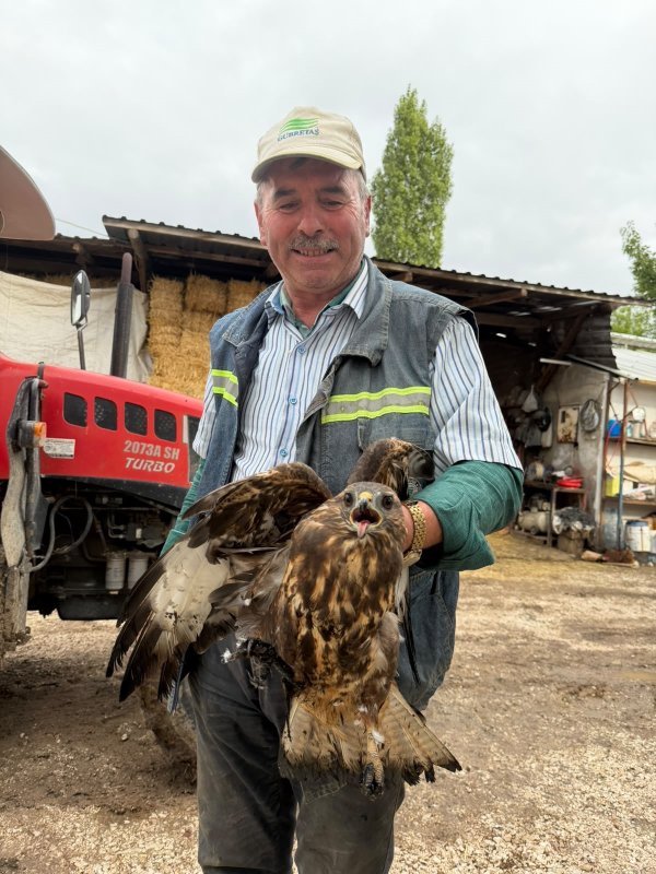 Bolu'da sıcak asfalta yapışan şahin, muhtarın müdahalesiyle kurtarıldı