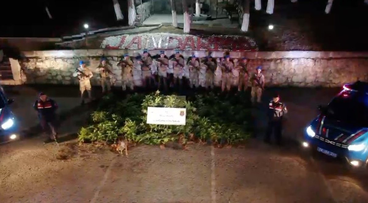 Bolu'da ormanlık alanda 288 kök kenevir ele geçirildi: 1 tutuklama