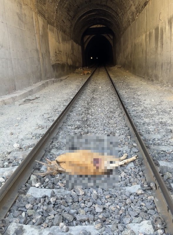 Tren, tünele giren dağ keçilerine çarptı