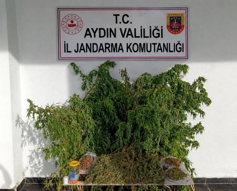 İncirliova'daki uyuşturucu baskınında 47 kök kenevir ele geçirildi