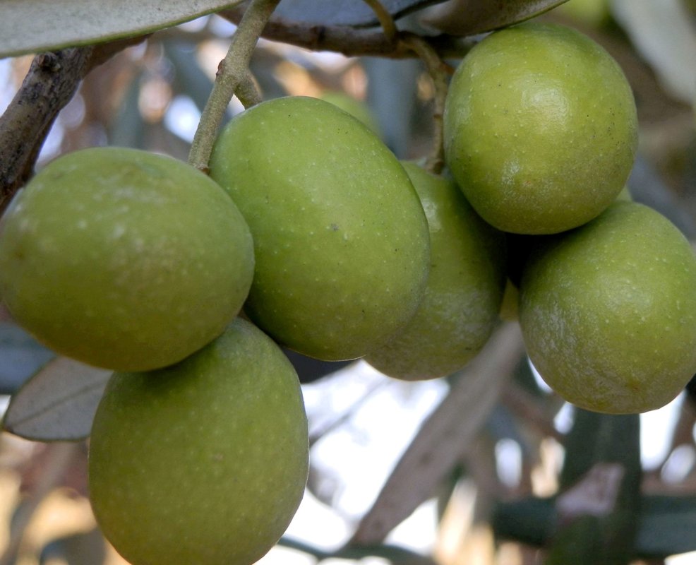 Mut Zeytin ve Zeytinyağı Festivali başladı