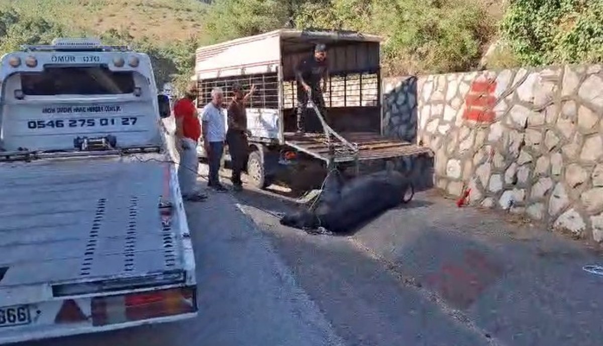 Mersin’de kamyonetten düşen büyükbaş hayvan bayıltılarak götürüldü