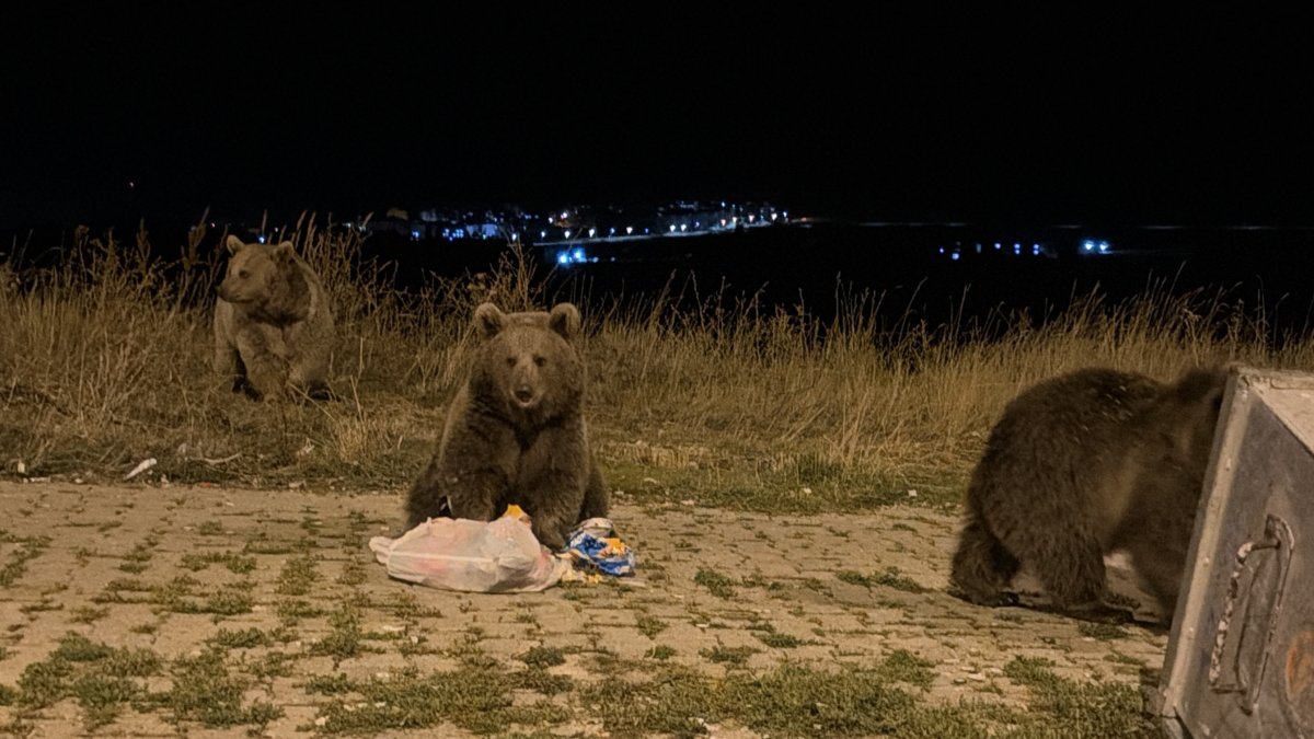 Kars'ta ayılarla karşılaşmak günlük rutini oldu