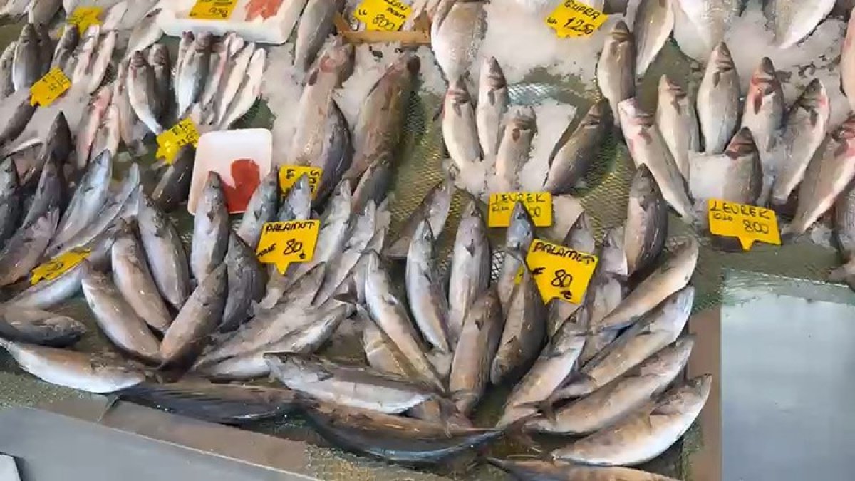 Palamutta 25 sene önceki bolluk yaşanıyor