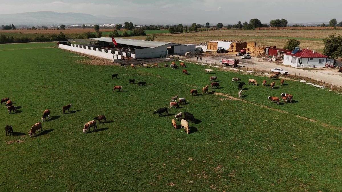 Amasya'da 200 binden fazla büyükbaş hayvana şap aşısı yapılıyor