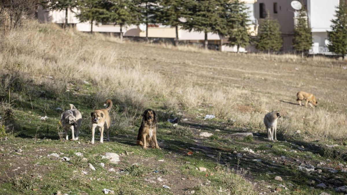 Ankara'da 52 bin sahipsiz sokak hayvanı toplandı