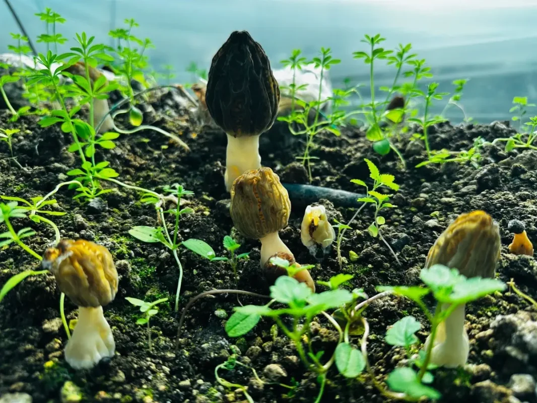 Mersin’de Kuzugöbeği Mantarı Üretimi Başladı